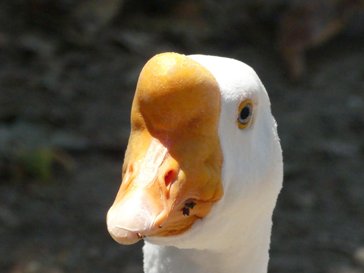 Swan Goose (Domestic type) - ML620887782