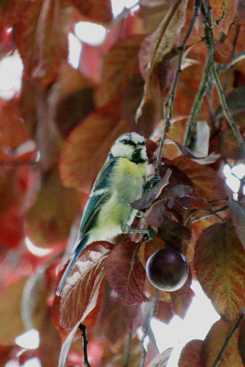 Eurasian Blue Tit - ML620887784