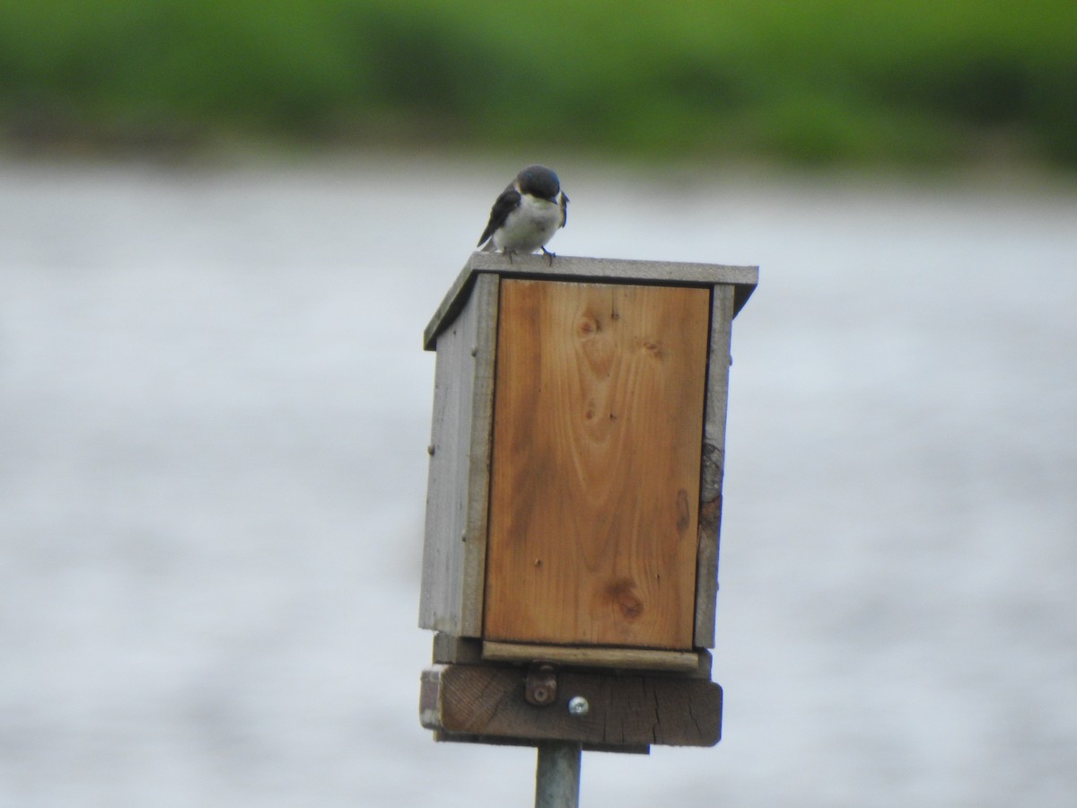 Tree Swallow - ML620887788