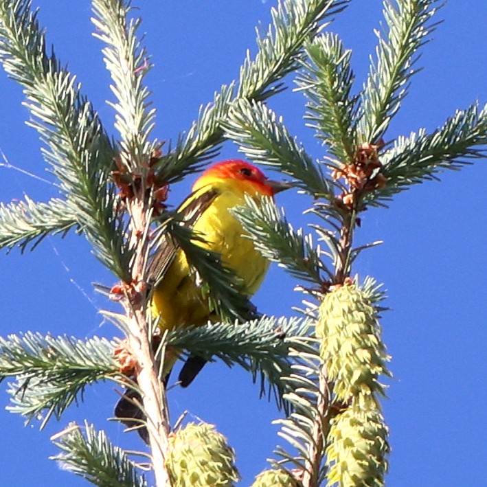 Piranga à tête rouge - ML620887792