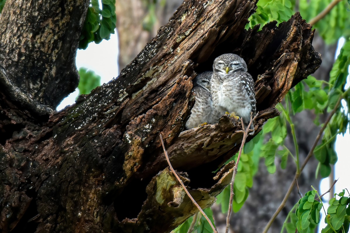 Spotted Owlet - Thitiphon Wongkalasin