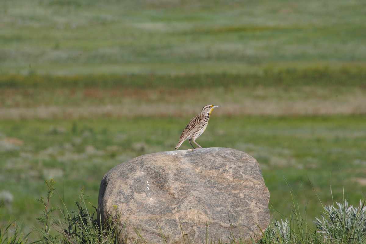 Western Meadowlark - ML620887794