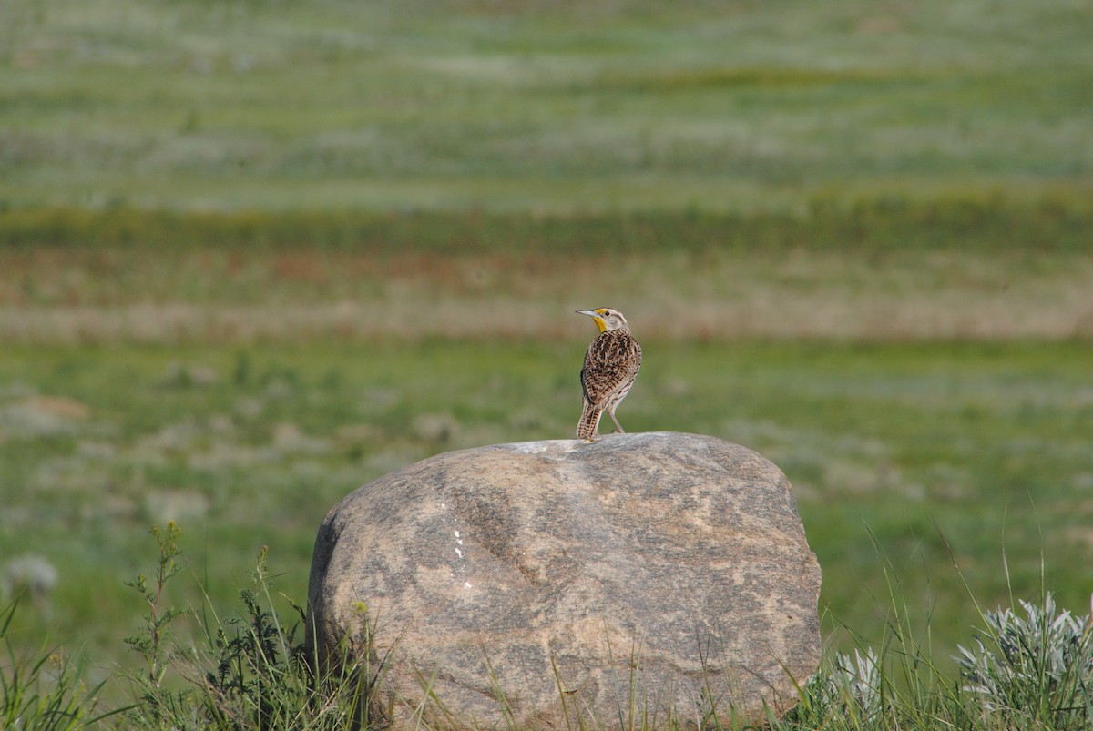 Western Meadowlark - ML620887795