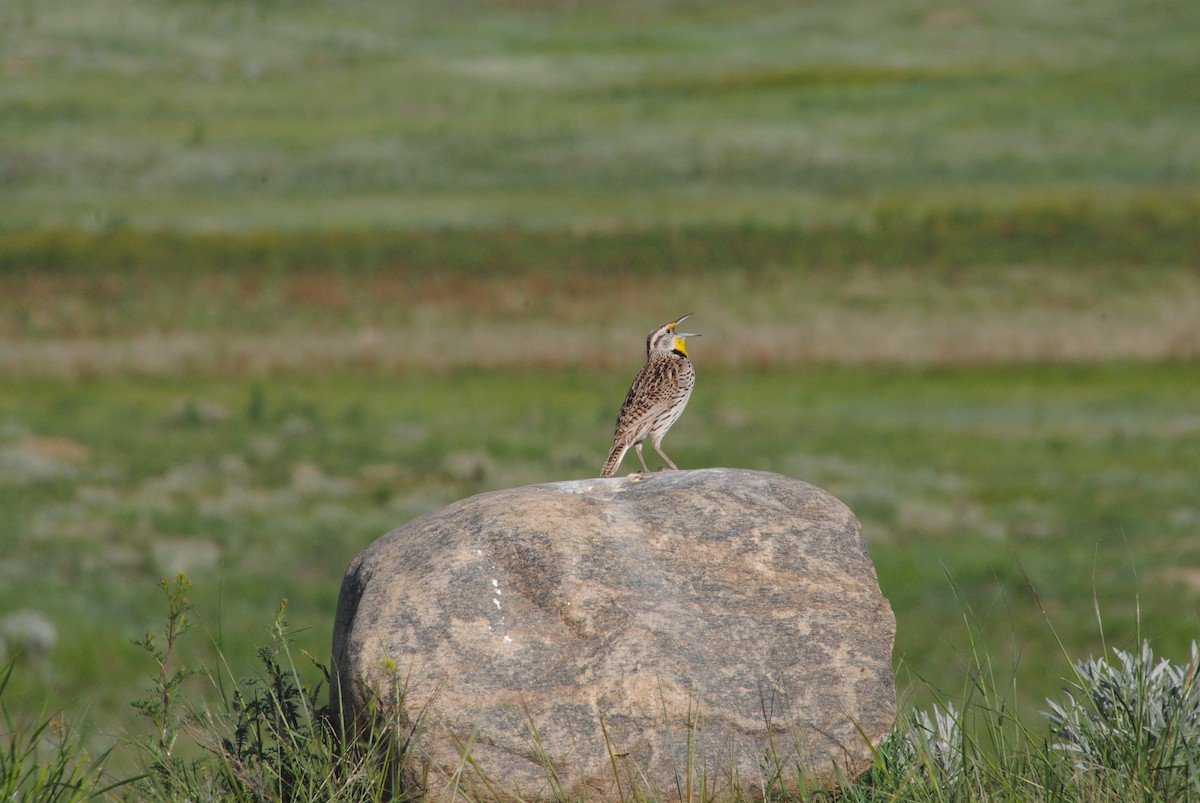 Western Meadowlark - ML620887796