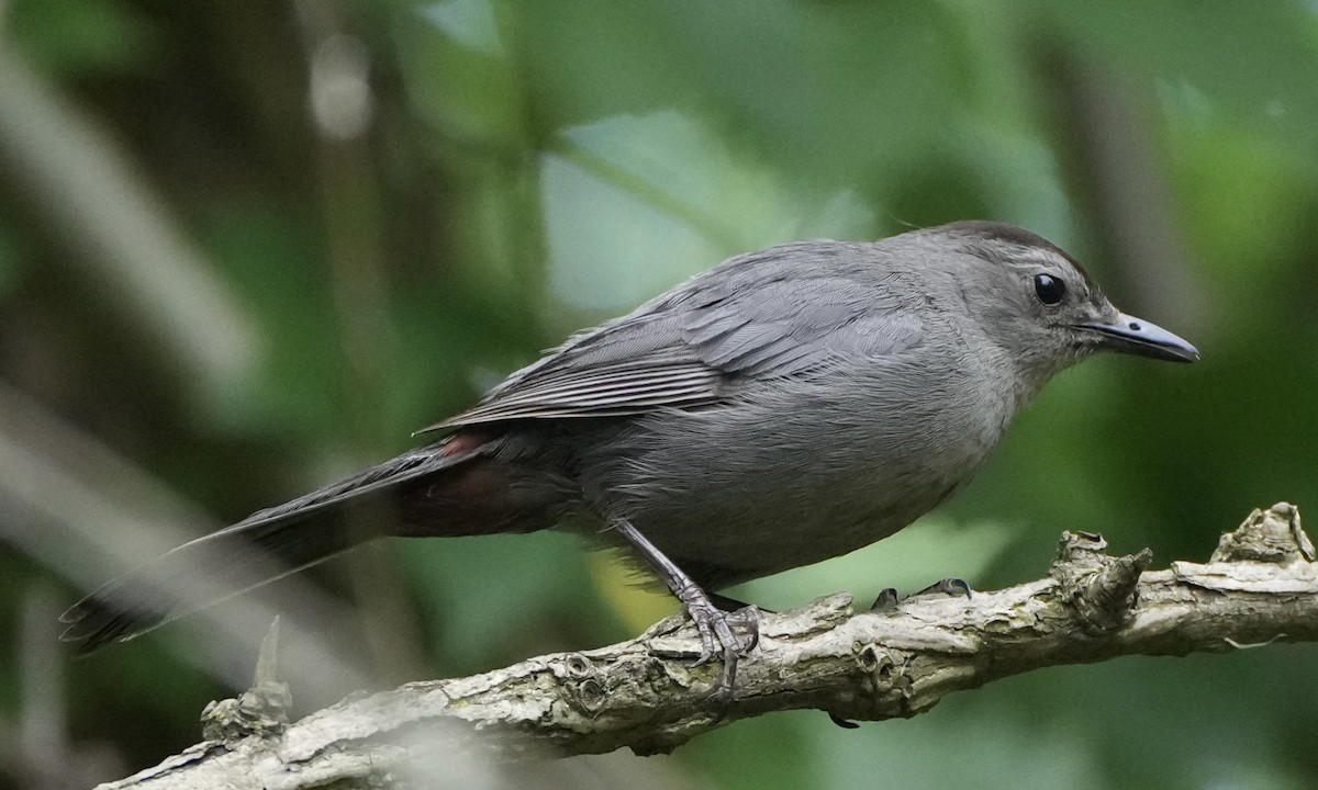 Pájaro Gato Gris - ML620887798