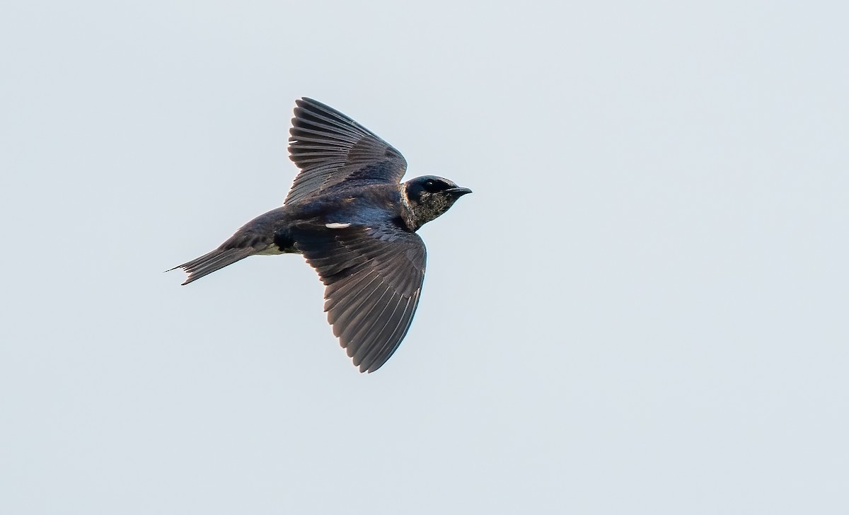Purple Martin - ML620887809