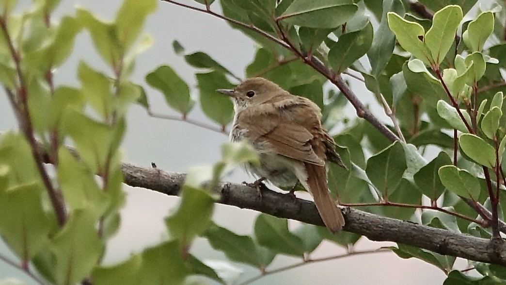 Common Nightingale - ML620887822