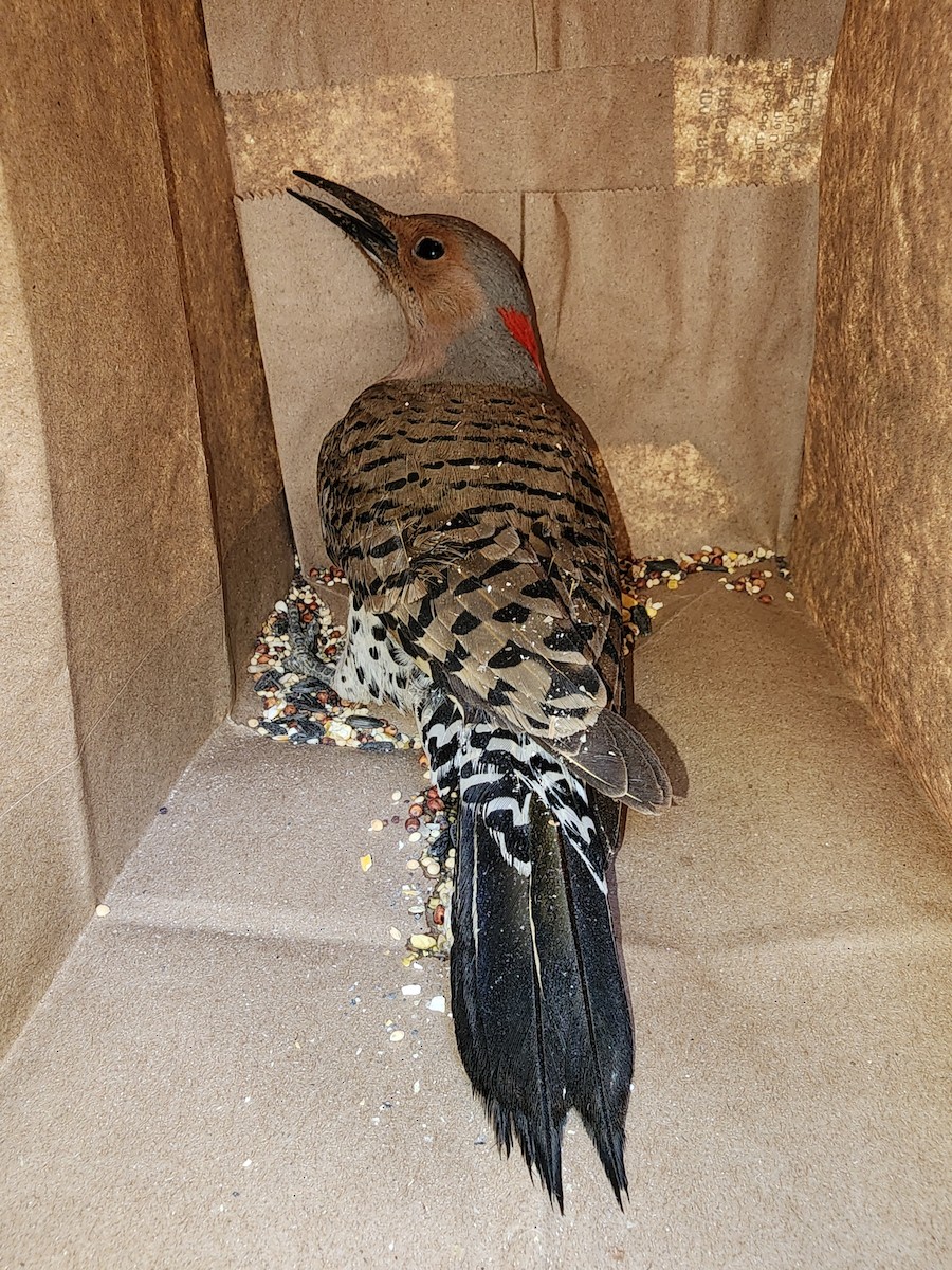 Northern Flicker - ML620887824