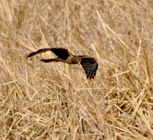 Northern Harrier - ML620887827