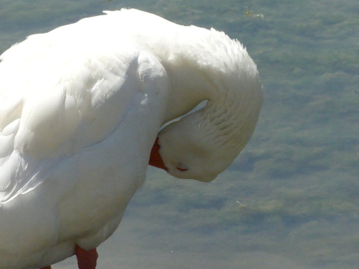 Graylag Goose (Domestic type) - ML620887830