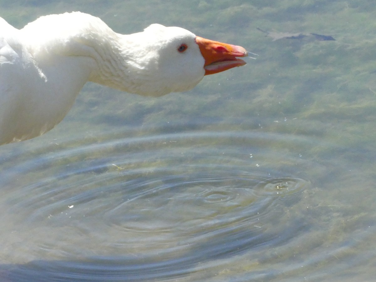 Graylag Goose (Domestic type) - ML620887835