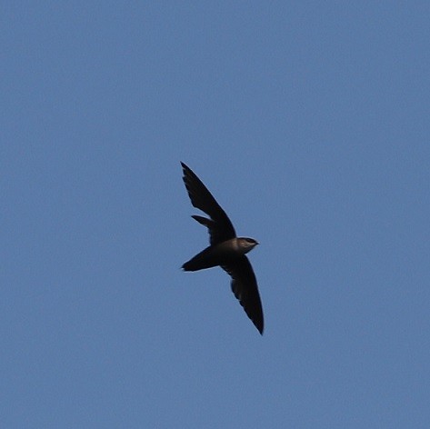 Chimney Swift - ML620887839