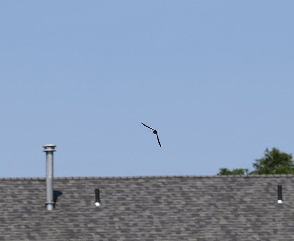 Chimney Swift - ML620887841