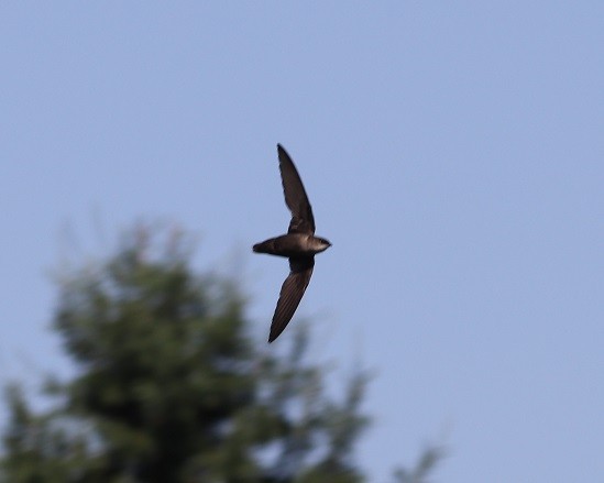 Chimney Swift - ML620887845