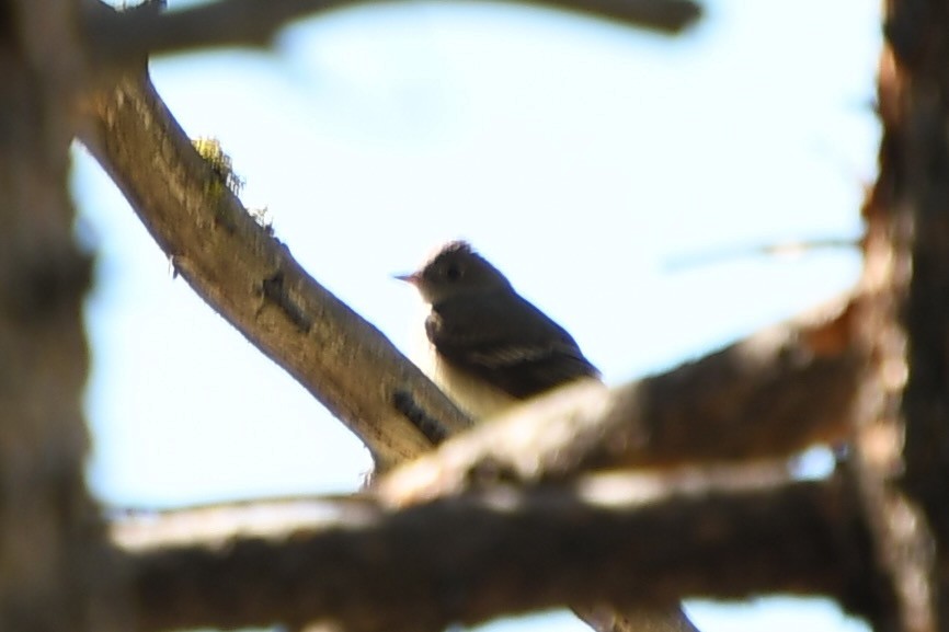 new world flycatcher sp. - ML620887847