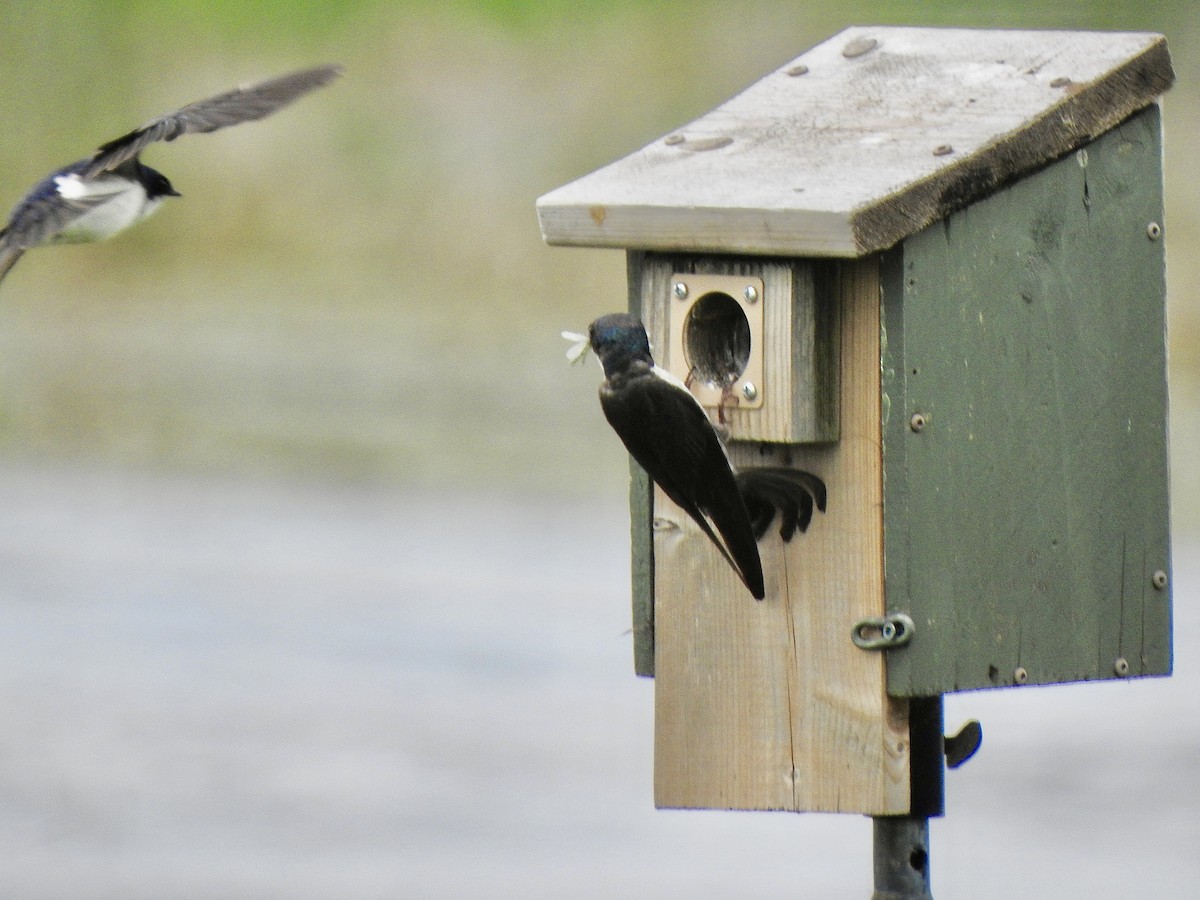 Golondrina Bicolor - ML620887848