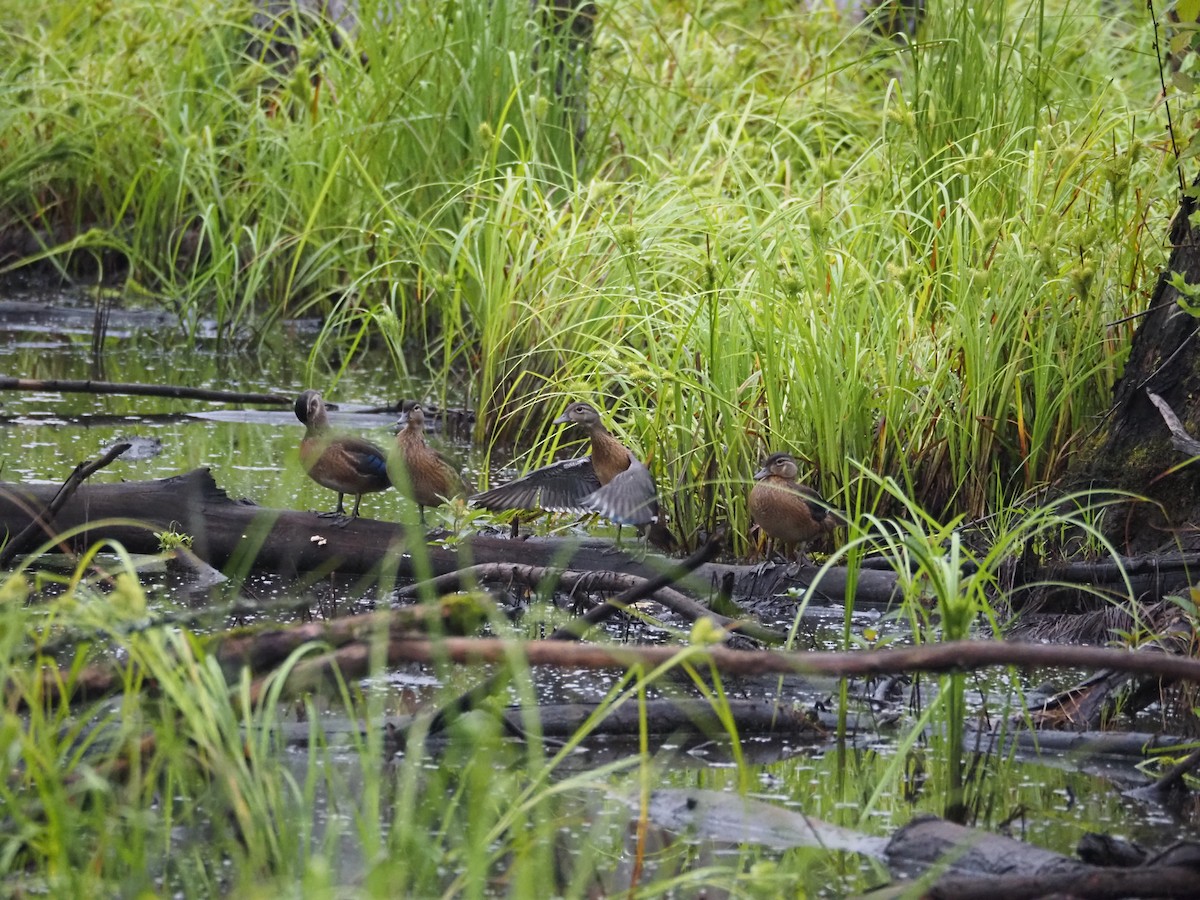 Wood Duck - ML620887851