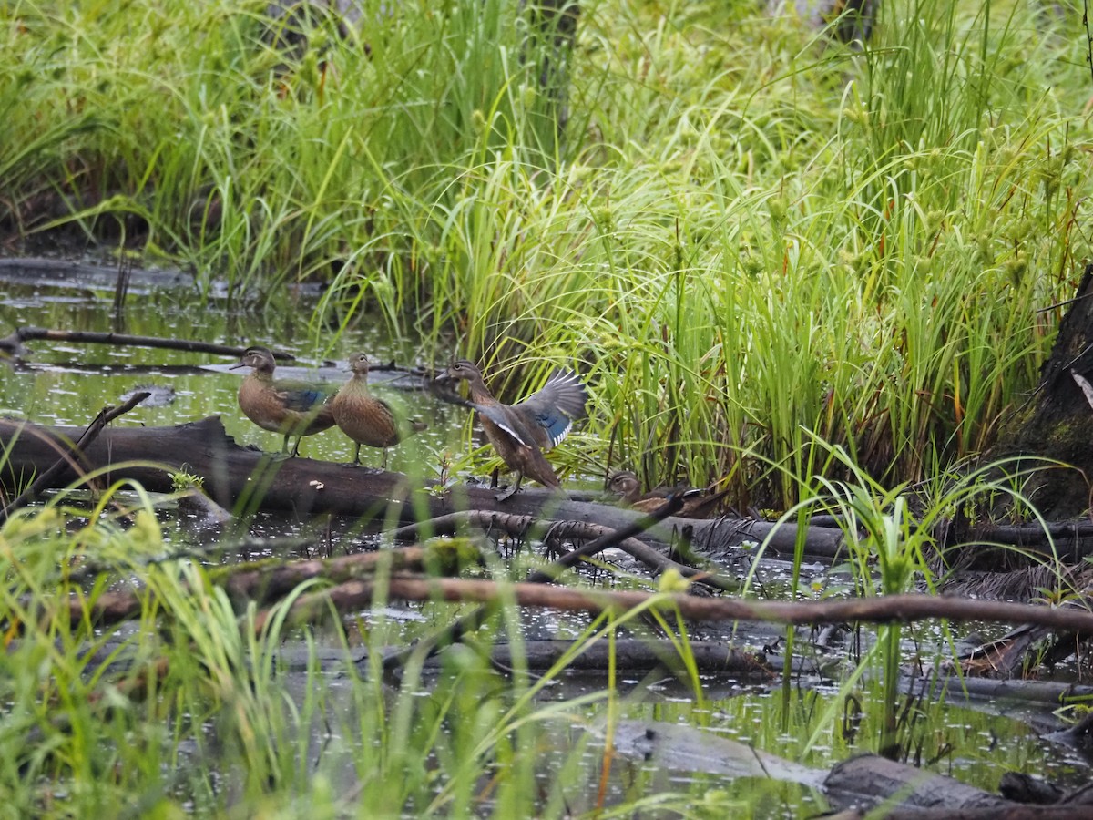 Wood Duck - ML620887852