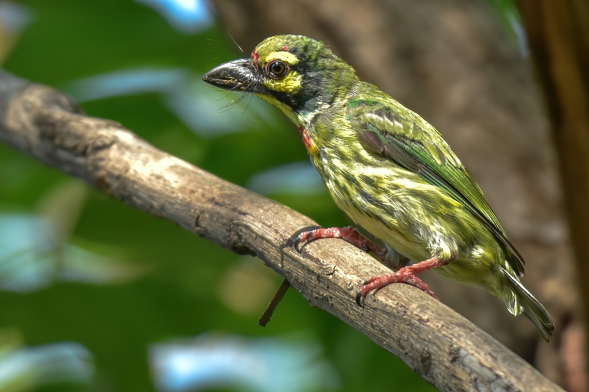 Coppersmith Barbet - ML620887854