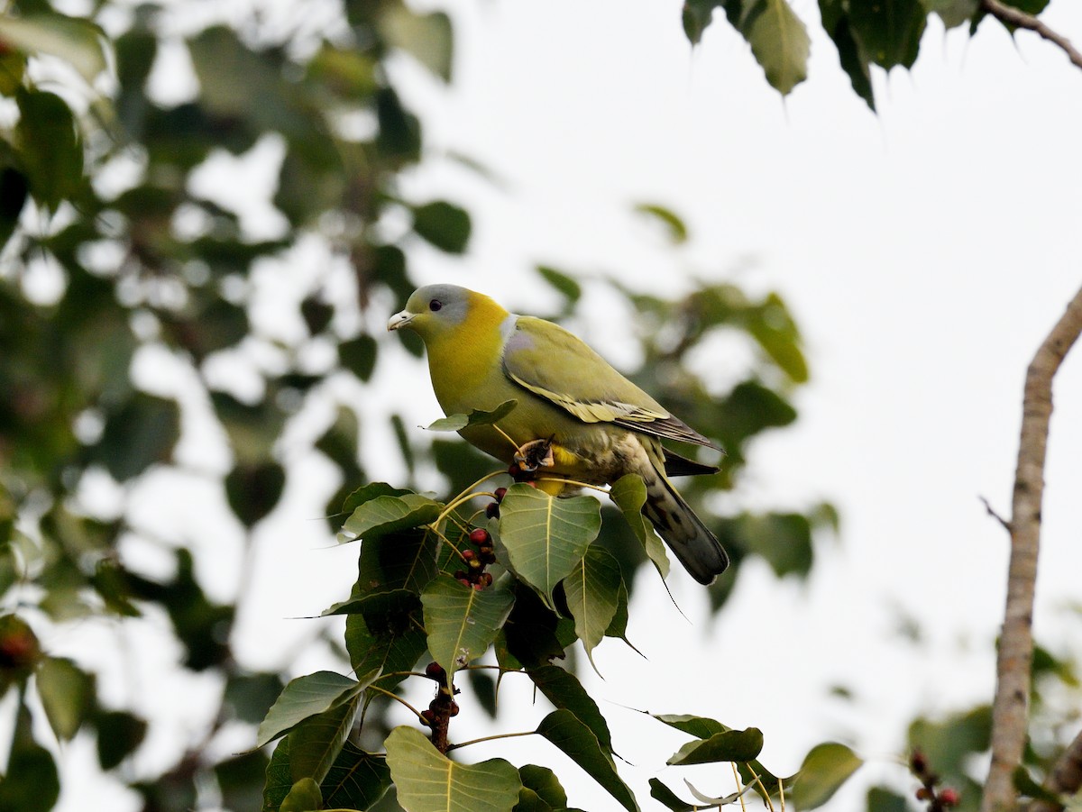 Yellow-footed Green-Pigeon - ML620887855