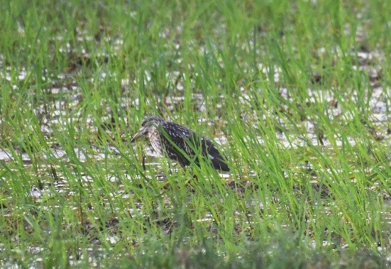 Black-crowned Night Heron - ML620887856