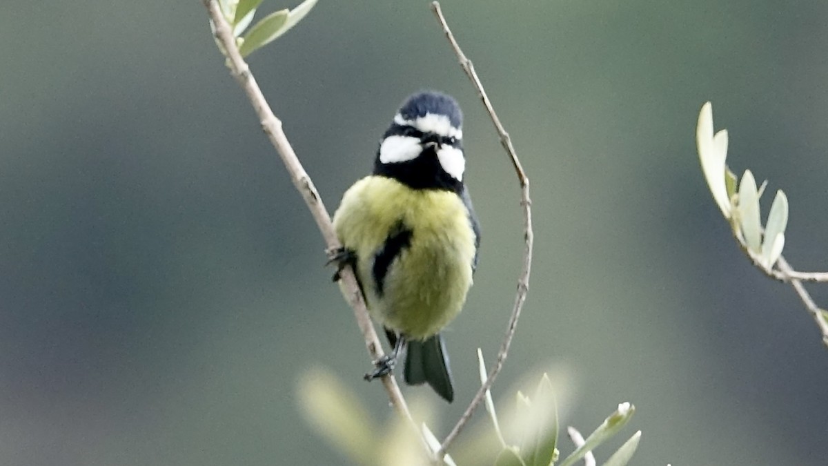 African Blue Tit - ML620887857