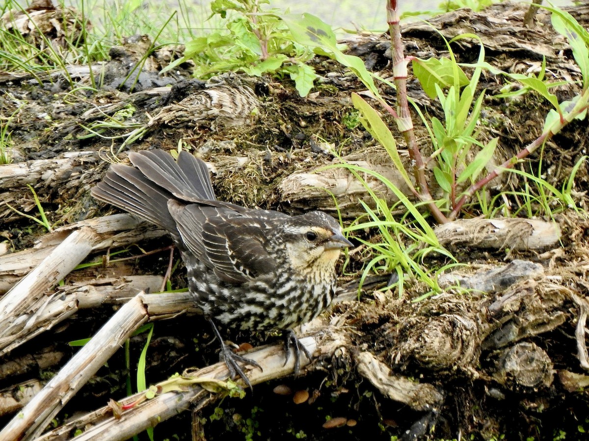 Red-winged Blackbird - ML620887859