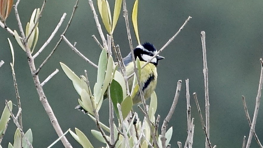 African Blue Tit - ML620887865