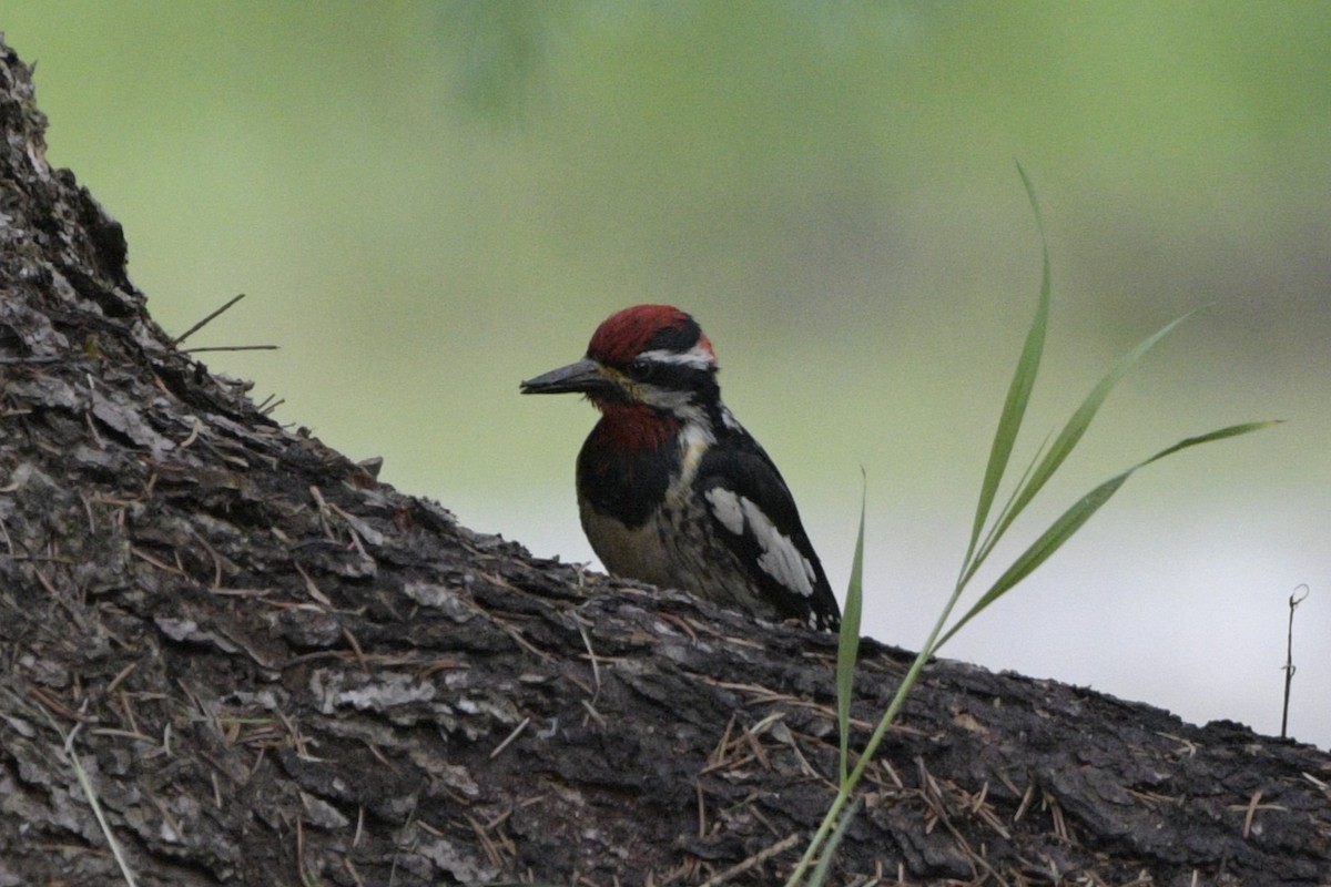 Red-naped Sapsucker - ML620887868