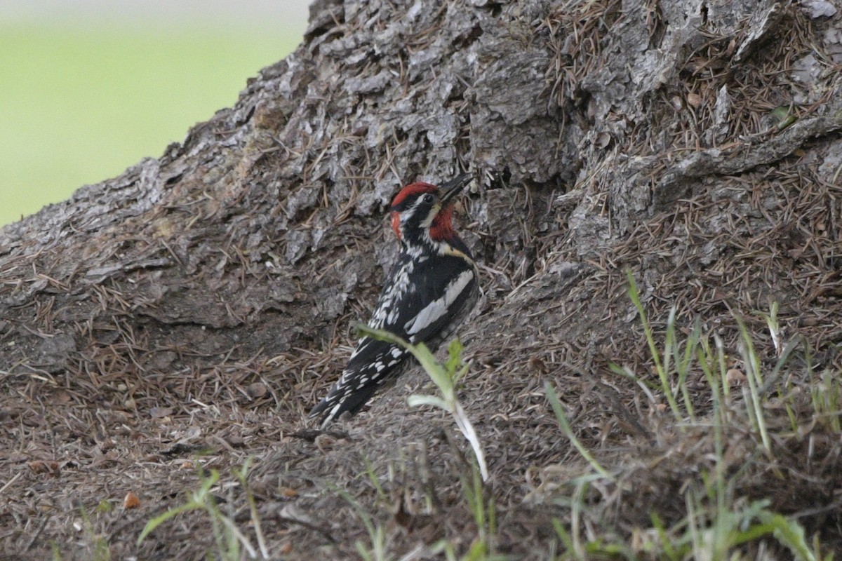 Red-naped Sapsucker - ML620887869