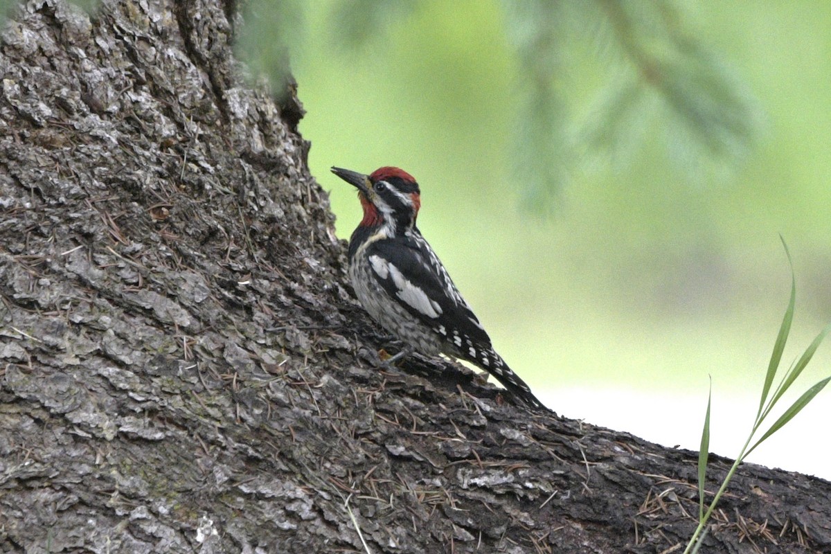 Red-naped Sapsucker - ML620887870