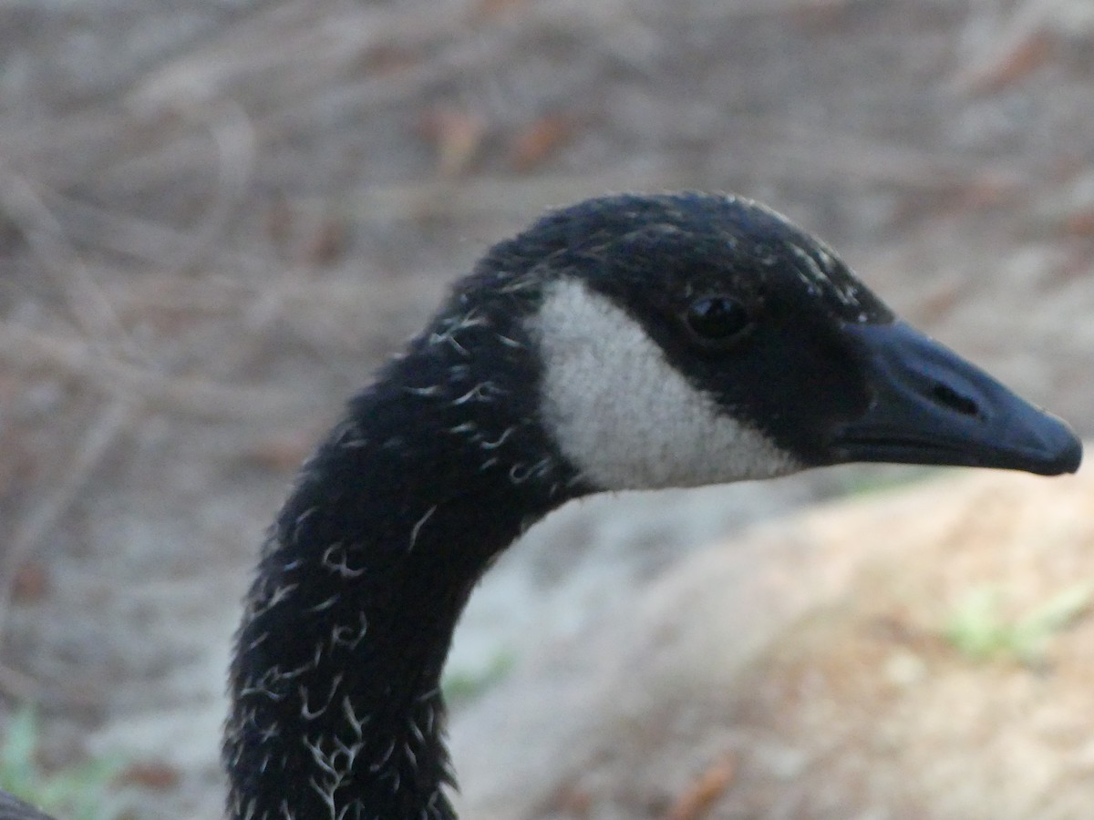 Canada Goose - ML620887874