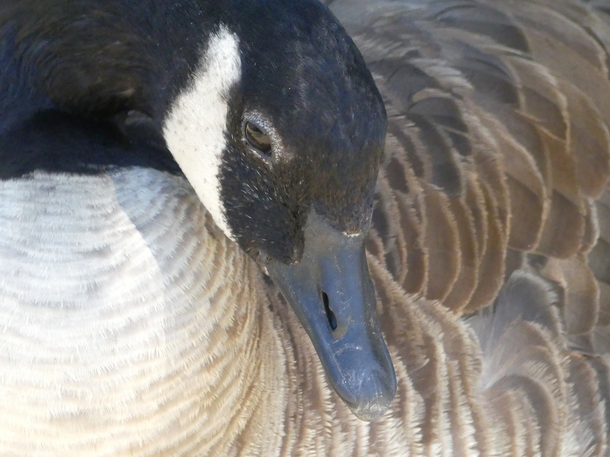 Canada Goose - ML620887875