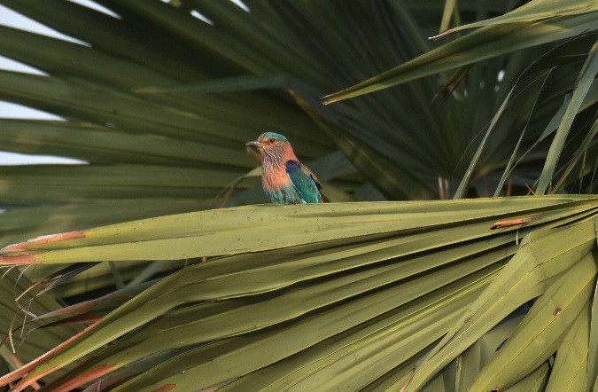 Indian Roller - ML620887878