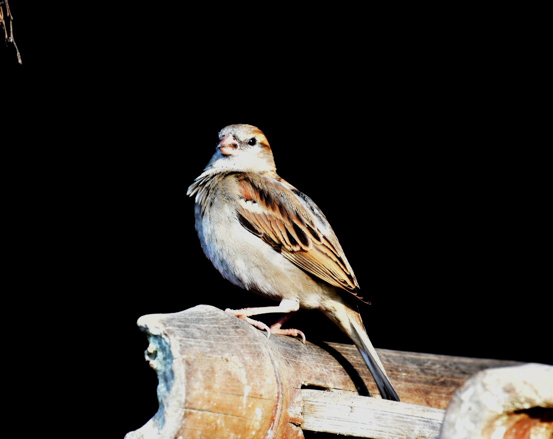 Moineau domestique - ML620887879