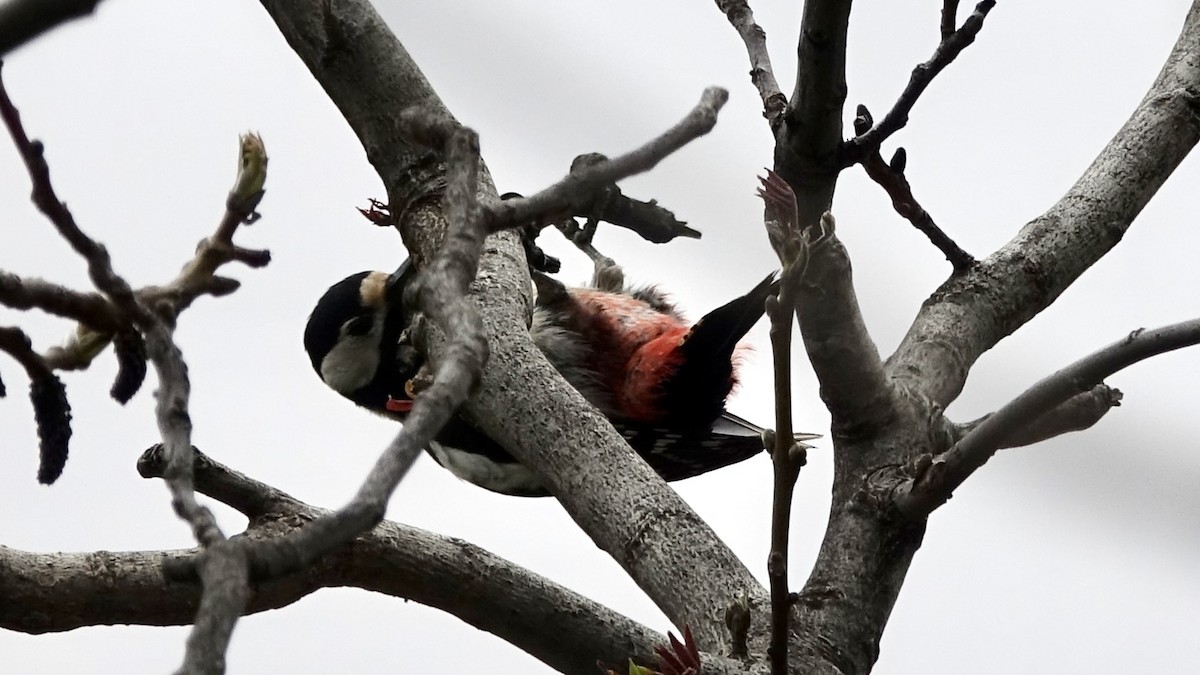 Great Spotted Woodpecker - ML620887880