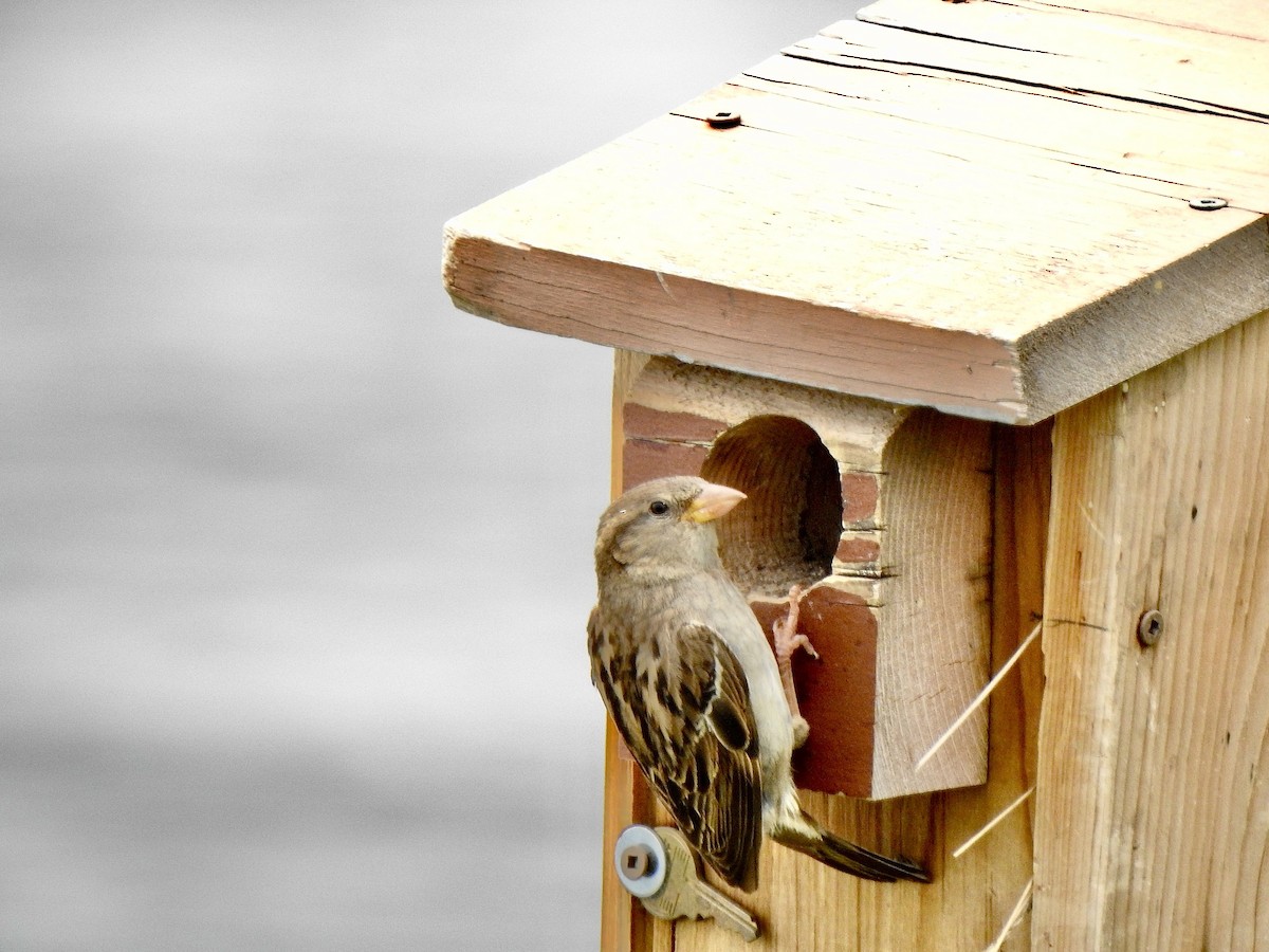 Moineau domestique - ML620887883