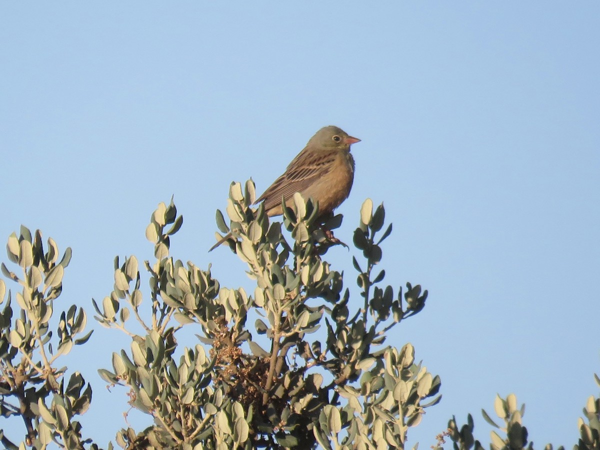 Ortolan Bunting - ML620887885