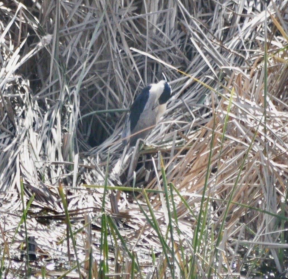 Black-crowned Night Heron - ML620887887