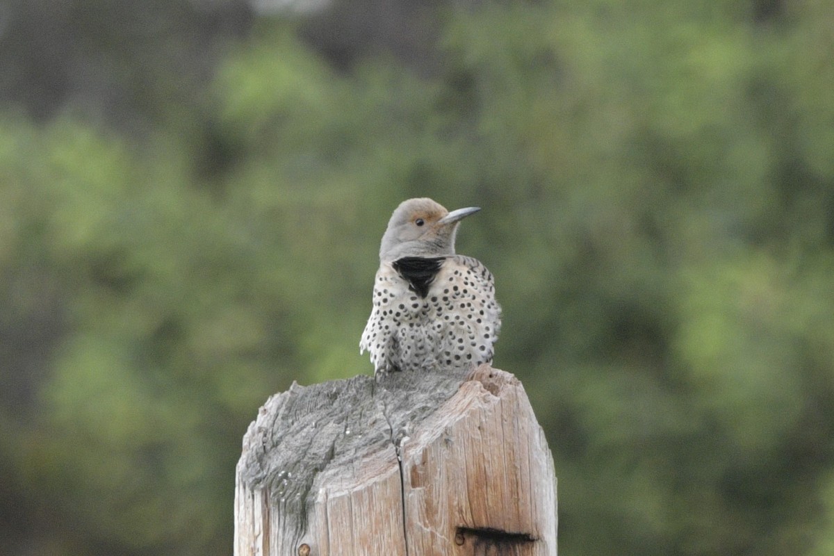 Northern Flicker - ML620887888