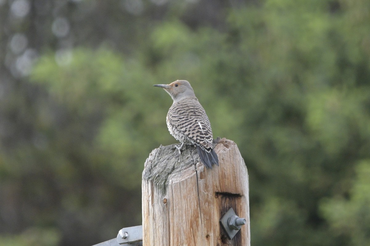 Northern Flicker - ML620887889