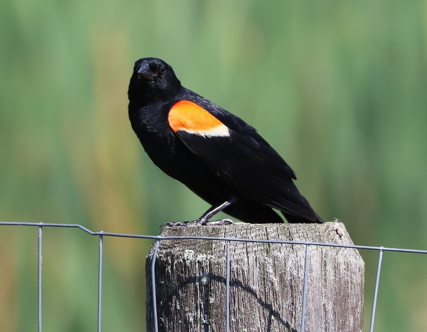 Red-winged Blackbird - ML620887893