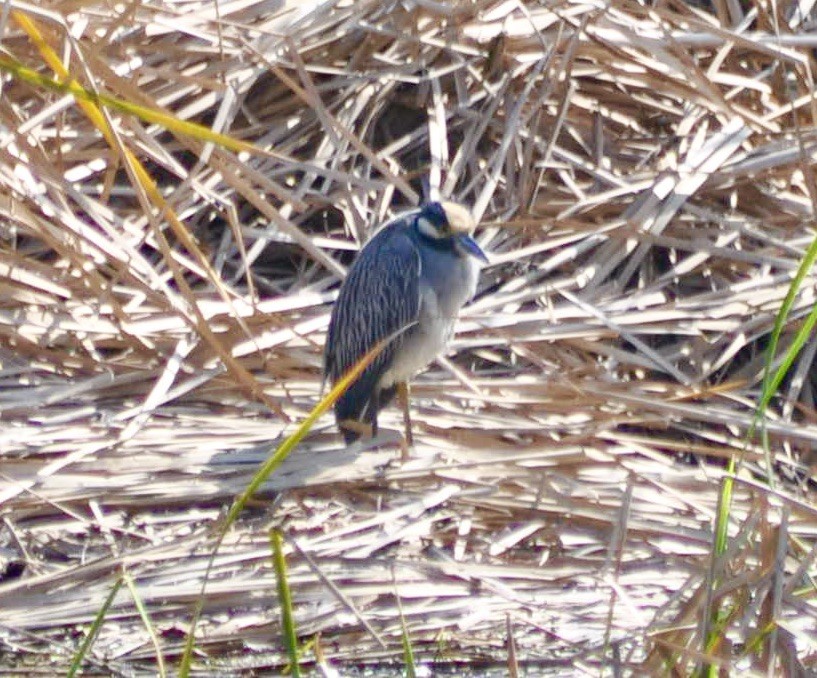 Yellow-crowned Night Heron - ML620887896