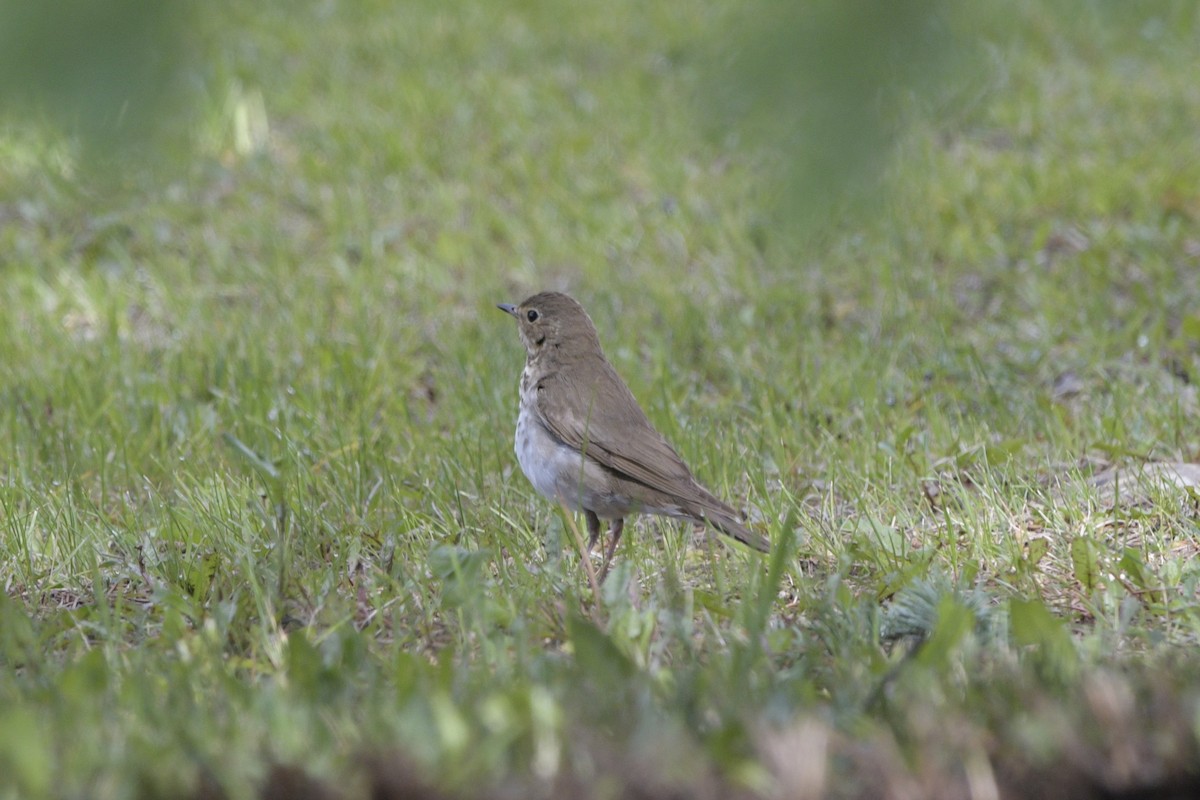 Swainson's Thrush - ML620887898