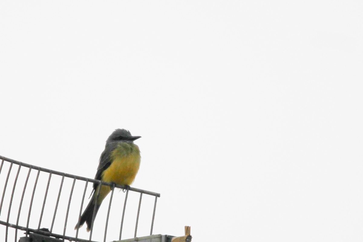 Tropical Kingbird - ML620887900