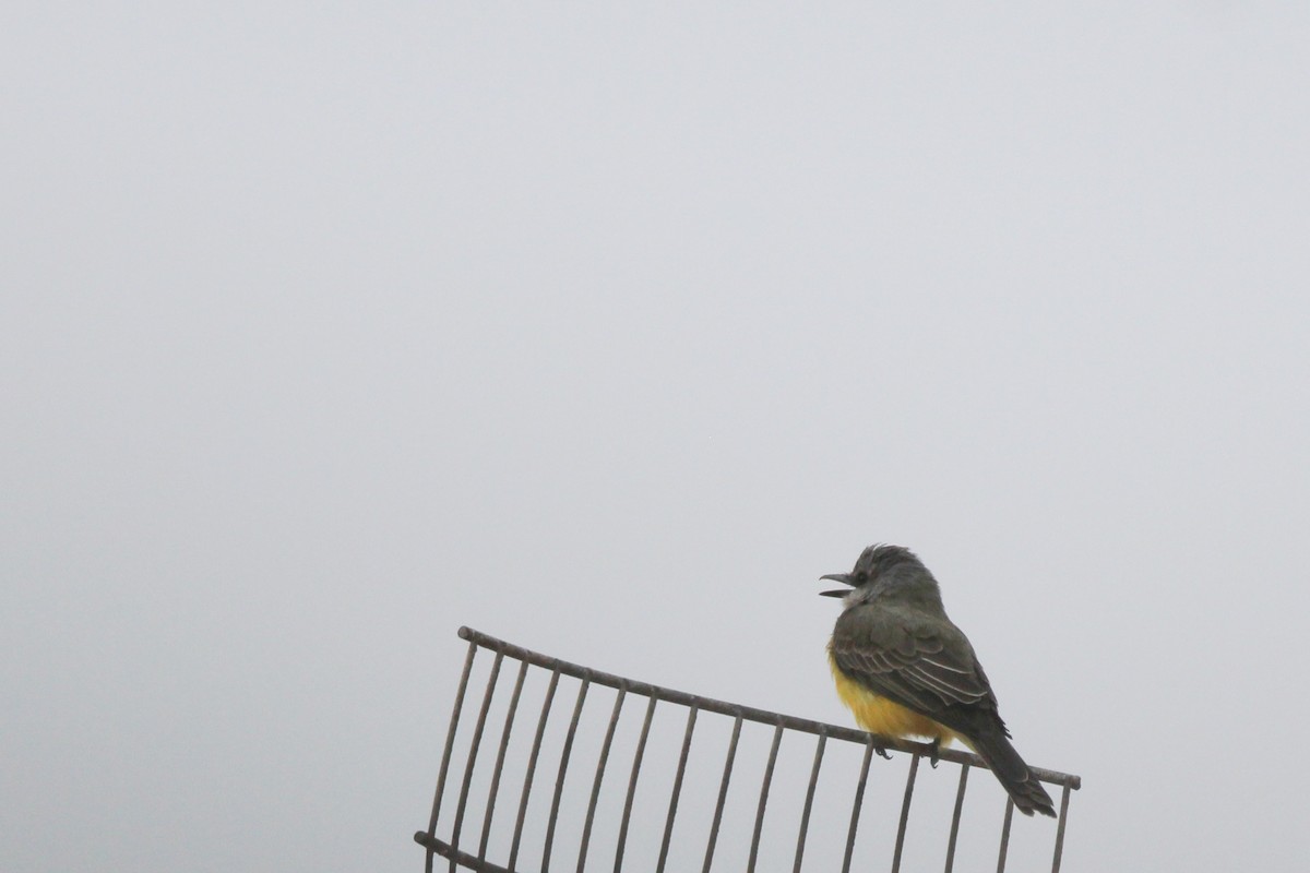 Tropical Kingbird - ML620887901