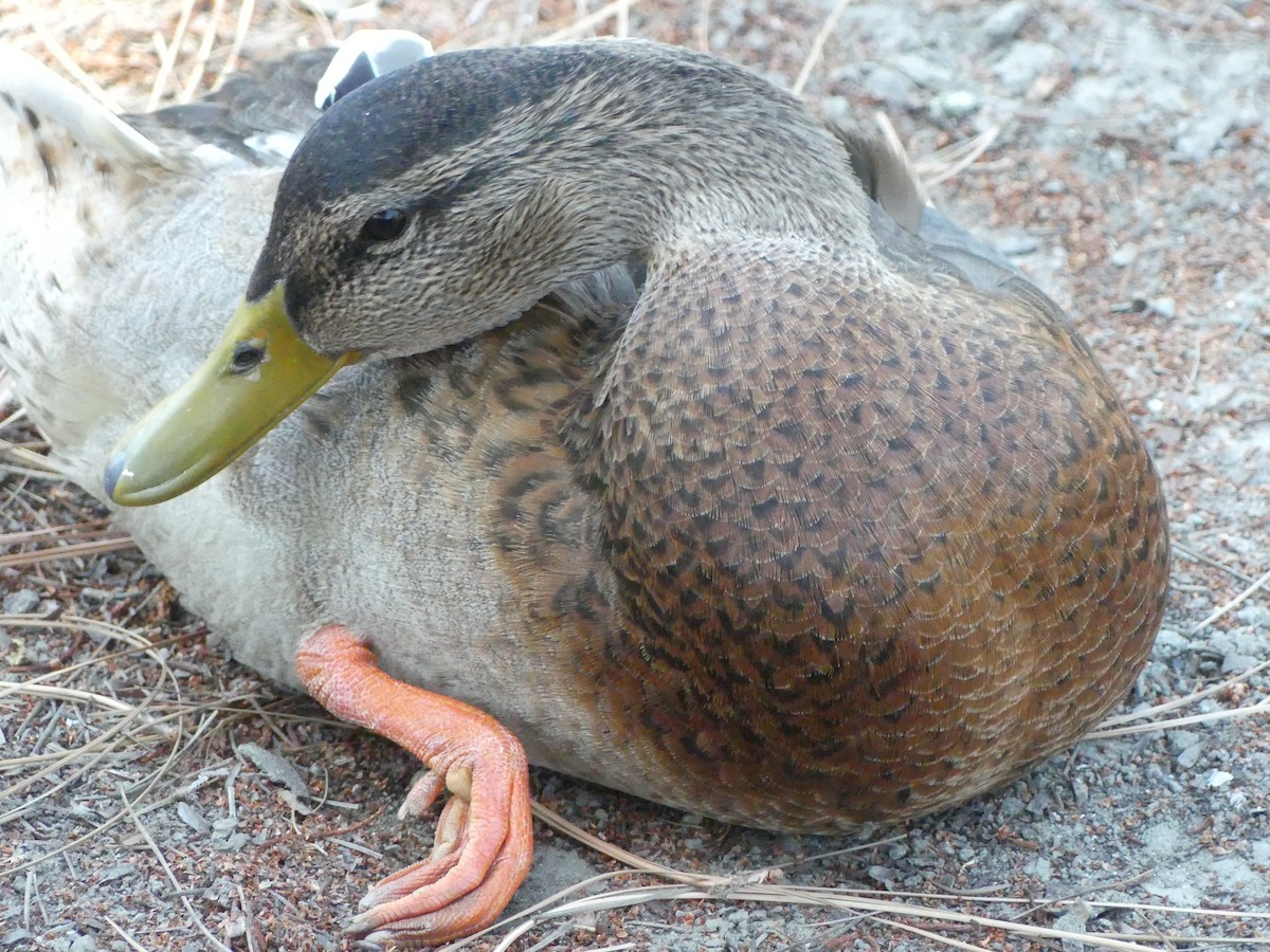 Canard colvert - ML620887912