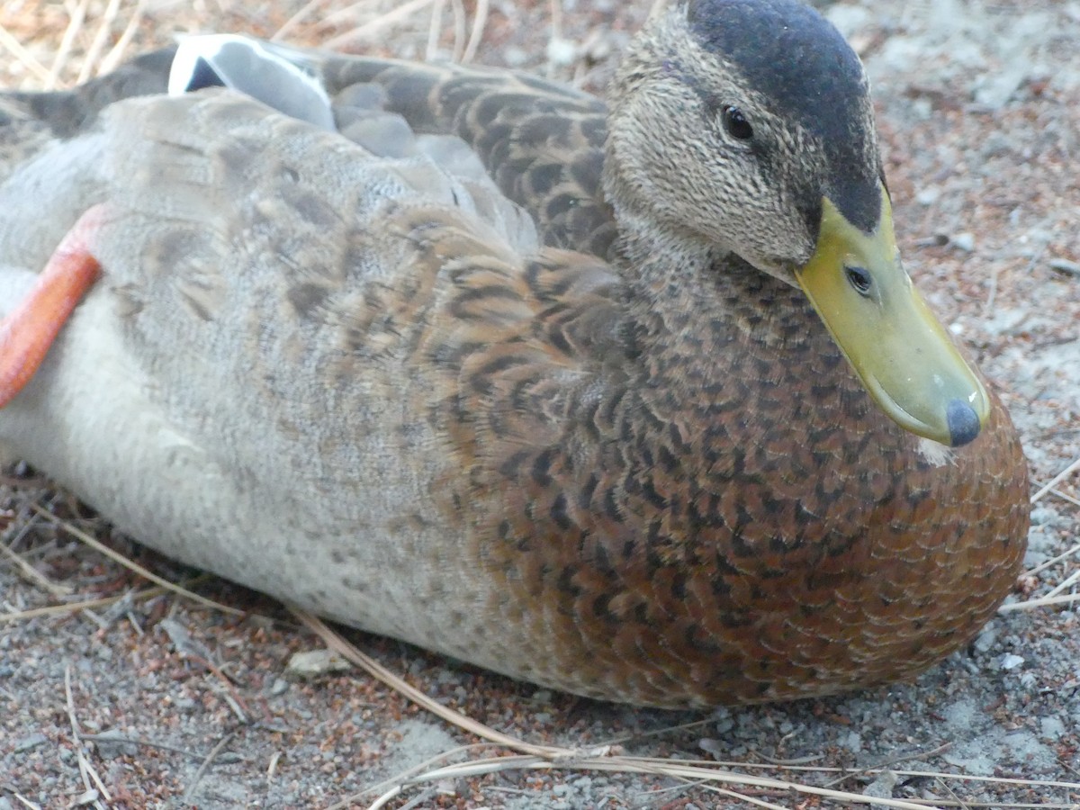 Canard colvert - ML620887913