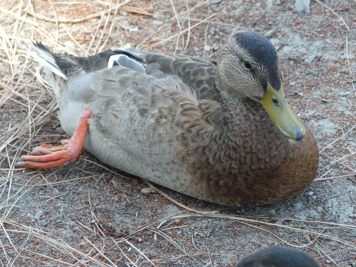 Canard colvert - ML620887914