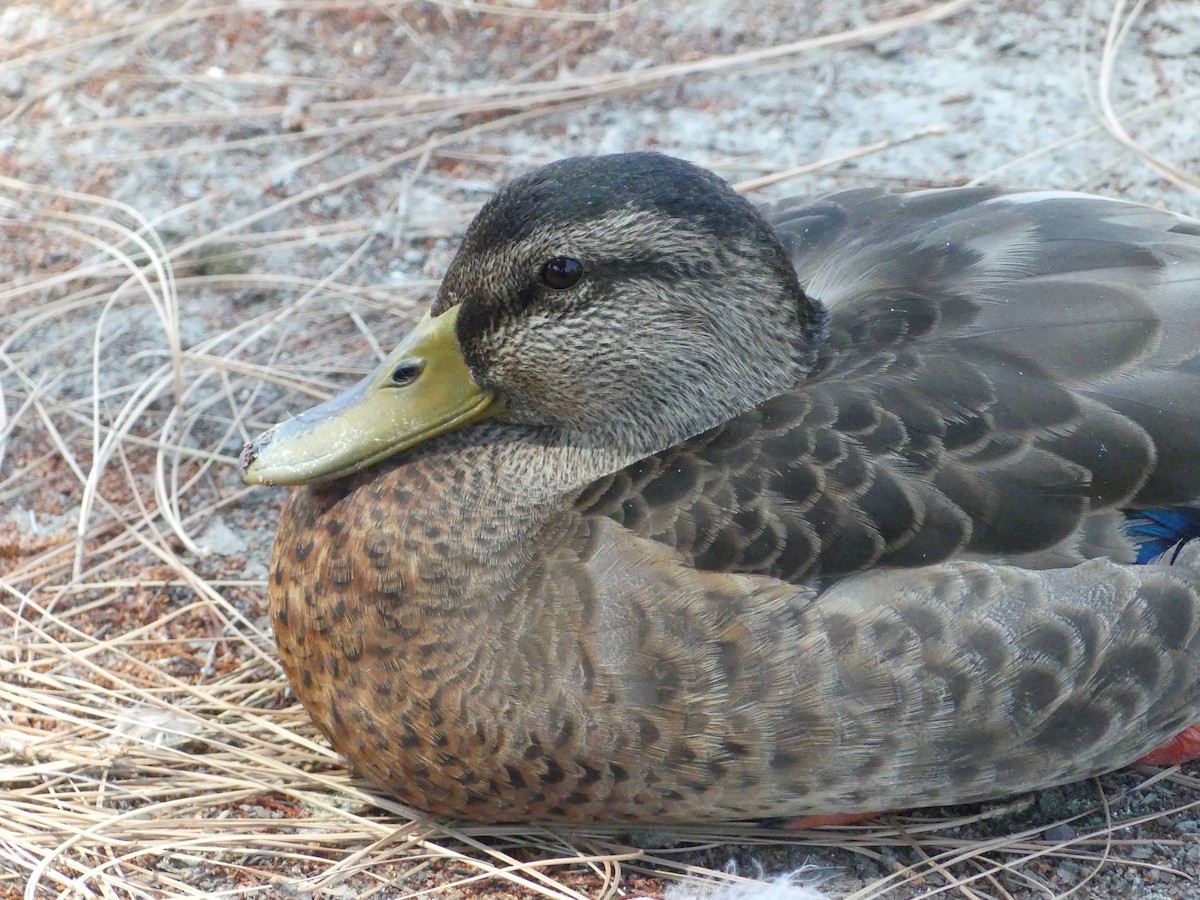 Canard colvert - ML620887915